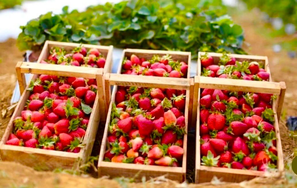 30ª Festa do Morango celebra produção de Brazlândia e aproxima agricultores dos consumidores